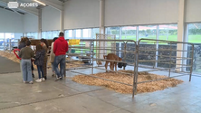 Imagem de Criadores de gado expõem animais na Terceira (Vídeo)