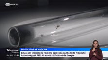 Pico da atividade do mosquito aedes aegypti atingido na Madeira (vídeo)