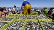 Ministra do Mar afasta cenário de proibição de pesca da sardinha durante 15 anos