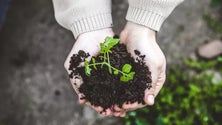 Imagem de Alterados requisitos para Estatuto da Agricultura Familiar