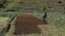Imagem de Agricultura com apoio de 3 milhões de apoio aos fatores de produção (vídeo)