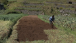 Imagem de Agricultura com apoio de 3 milhões de apoio aos fatores de produção (vídeo)