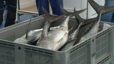 Imagem de Há menos peixe nas lotas, mas os armadores ganham mais (vídeo)