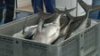 Imagem de Há menos peixe nas lotas, mas os armadores ganham mais (vídeo)