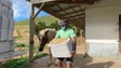 Imagem de Plano de emergência salva 20 cavalos (vídeo)