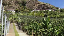 Imagem de Secretário da Agricultura faz levantamento dos prejuízos (áudio)