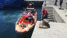 Imagem de Resgate Médico tripulante embarcação de pesca Lontra Marinha
