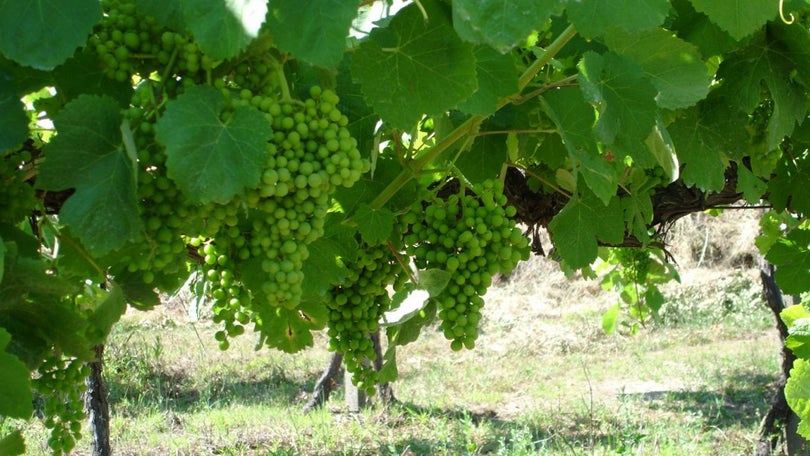 Covid-19: Bruxelas aumenta ajudas ao setor vitivinícola