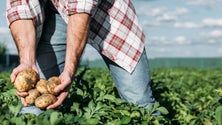 Imagem de Agricultores de Câmara de Lobos apreensivos com o escoamento dos produtos  (Vídeo)