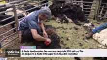 Ribeira dos Boieiros foi palco de tosquias (vídeo)