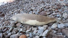 Imagem de Lobo marinho encontrado morto por fatores naturais (áudio)