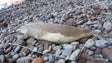 Lobo marinho encontrado morto por fatores naturais (áudio)