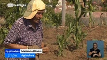 Imagem de Gentes de basalto: Relatos de quem vive do que a terra produz (Vídeo)