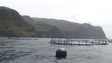 Projetos de aquacultura continuam a não gerar consenso (vídeo)