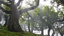 Imagem de Nos últimos dez anos foram recuperados 1400 hectares de floresta na Região (áudio)