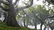 Imagem de Nos últimos dez anos foram recuperados 1400 hectares de floresta na Região (áudio)