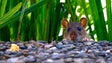 Ratos afetam produções agrícolas na Região (áudio)