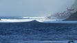 Imagem de Surfistas internacionais na Madeira (áudio)