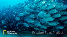 Imagem de Ilhas Selvagens apresentam o ecossistema mais intacto do Atlântico