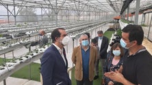 Imagem de Madeira disponível para ajudar (vídeo)