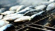 Pesca da sardinha proibida até ao final de abril