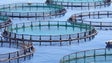 Imagem de Célia Pessegueiro garante que Governo vai avançar com os projetos de aquacultura