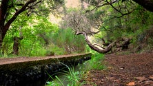 Imagem de Candidatura das Levadas da Madeira tem de ser preparada com atenção e cuidado – UNESCO