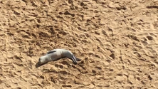 Imagem de Cria de lobo-marinho repousa na praia do Porto Santo