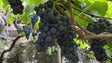 Imagem de Governo compra produção de uvas (áudio)
