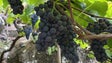 Governo compra produção de uvas (áudio)