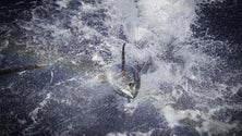 Imagem de Armadores confiantes numa boa temporada para a pesca de atum