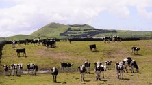 Doença das vacas loucas surgiu nos Açores há 20 anos (Vídeo)