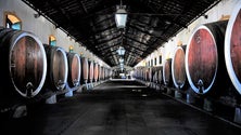 Imagem de Instituto do Vinho quer uma adega na ilha do Porto Santo
