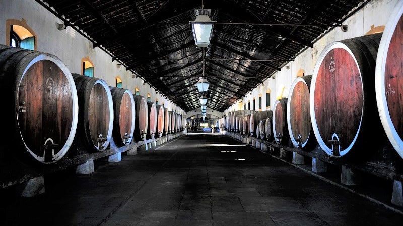 Imagem de Instituto do Vinho quer uma adega na ilha do Porto Santo