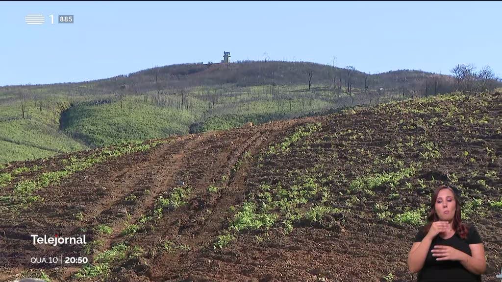 Relatório. Há menos incêndios em Portugal, mas mais área ardida