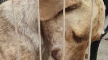 Imagem de Abandono de animais aumentou na ilha do Pico (Vídeo)