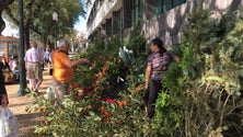 Imagem de Comerciantes confiantes na venda de Pinheiros