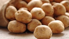 Imagem de Madeira integra plano nacional de vigilância contra a praga que destrói produção de batata