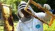 Apicultores têm que registar apiários em setembro