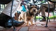 Imagem de Lei que permite entrada de animais em restaurantes entra hoje em vigor
