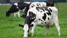 Imagem de Governo prepara novas regras para incentivar a produção de leite e de carne de bovinos