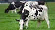 Governo prepara novas regras para incentivar a produção de leite e de carne de bovinos