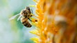 Mais de duas centenas de apicultores receberam medicamentos gratuitos (vídeo)