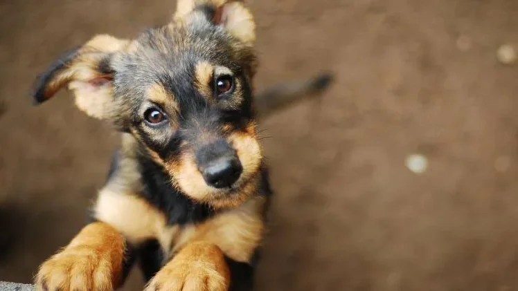 Imagem de Governo Regional apoia associações de causa animal em 82.130 euros