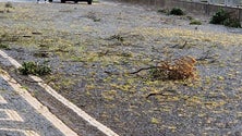 Imagem de Mau tempo provoca estragos em Angra do Heroísmo