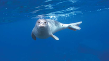 Imagem de Hoje é o Dia Mundial dos Oceanos (Áudio)