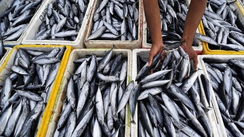 Pesca da sardinha com novos limites a partir de 2.ª feira