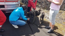 GNR e bombeiros resgatam cão em São Roque do Pico (Vídeo)