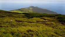 Mais 300 Azorinas Vidálias plantadas no Faial(Vídeo)