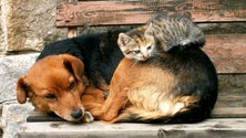 Imagem de Madeira vai contar com dois novos centros de recolha oficiais para animais errantes (Áudio)